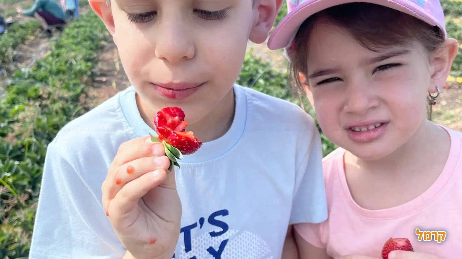 ילדים אוכלים תותים בשדה